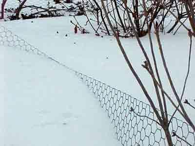 Account for Snowfall! Protect those ornamentals during winter!