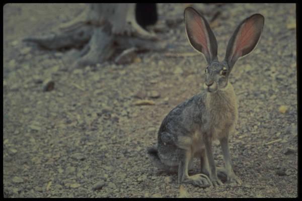 Black-tailed Jackrabbit Photo: USDA-APHIS Long ears Has tail that is black on top but