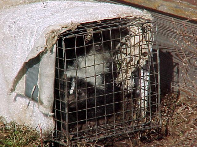 Trapping Traps may lure other wildlife, such as skunks, instead of the desired rabbits.