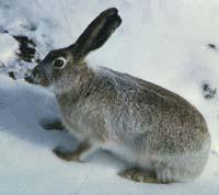 White-Tailed Jackrabbit Long ears White tail Weighs 5-10 pounds