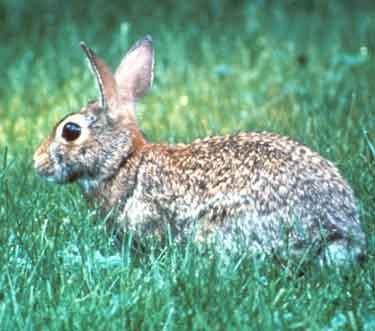 Cottontail Rabbit Biology Cottontails: Have 3-5 young per litter Have 2-3 litters/year Raise naked, helpless young in fur-lined