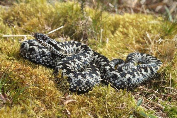The aim is to raise public awareness about adders, as well as to collect memories and historical accounts that would not normally be accessible as biological records.