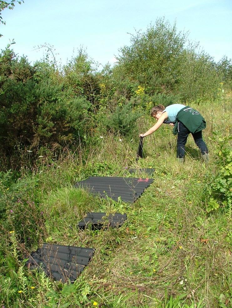 Artificial Refugia Rose Revera, Cardiff University A species monitoring project using artificial refugia ( tins ) has been taking place at Parc Slip Nature Reserve in South Wales.