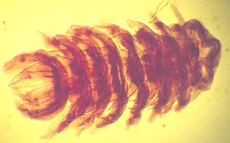 PHYLUM Cnidaria CLASS Scyphozoa Close-up of strobila stage.