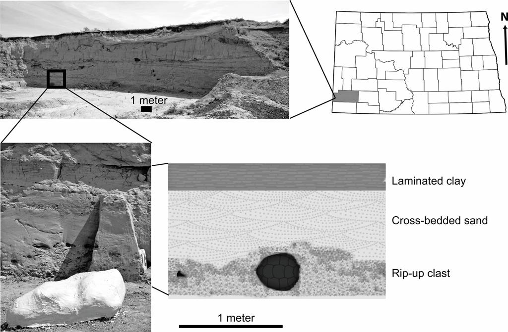 458 JOURNAL OF PALEONTOLOGY, V. 83, NO. 3, 2009 FIGURE 1 Turtle Graveyard locality located in Slope County southwestern North Dakota in the Hell Creek Formation (Maastrichtian).