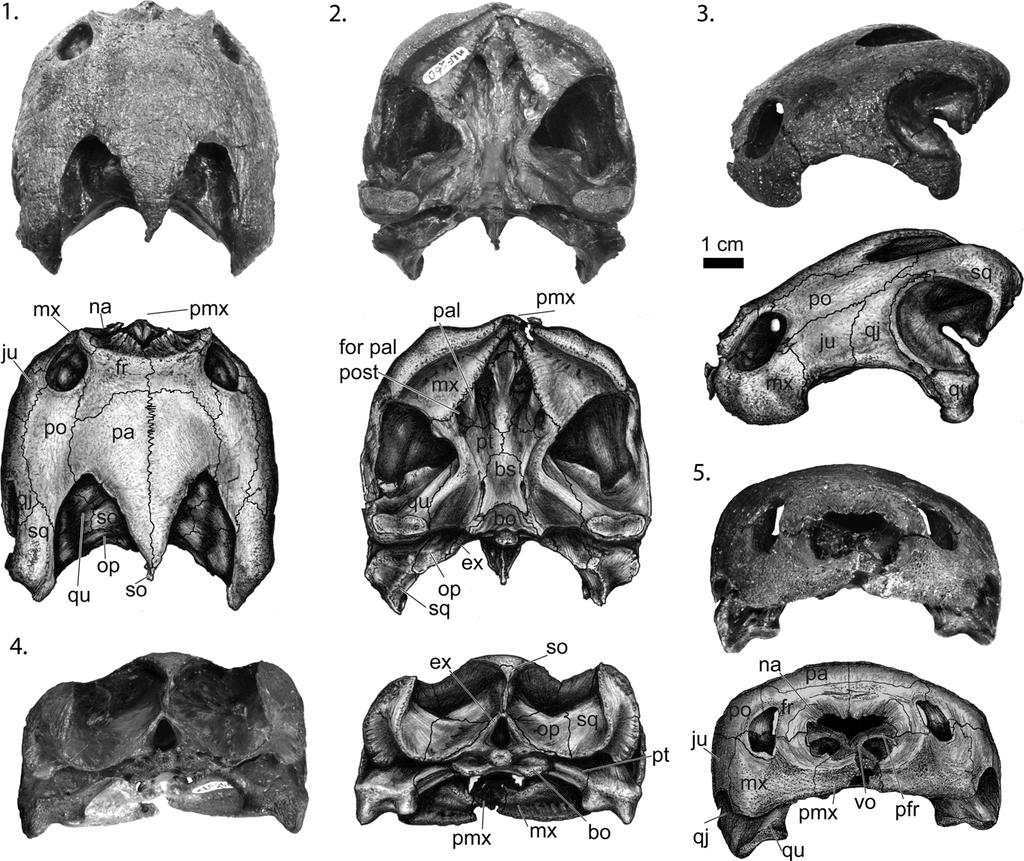 460 JOURNAL OF PALEONTOLOGY, V. 83, NO. 3, 2009 FIGURE 3 Palatobaena cohen skull (YPM 57498, type) from Turtle Graveyard.