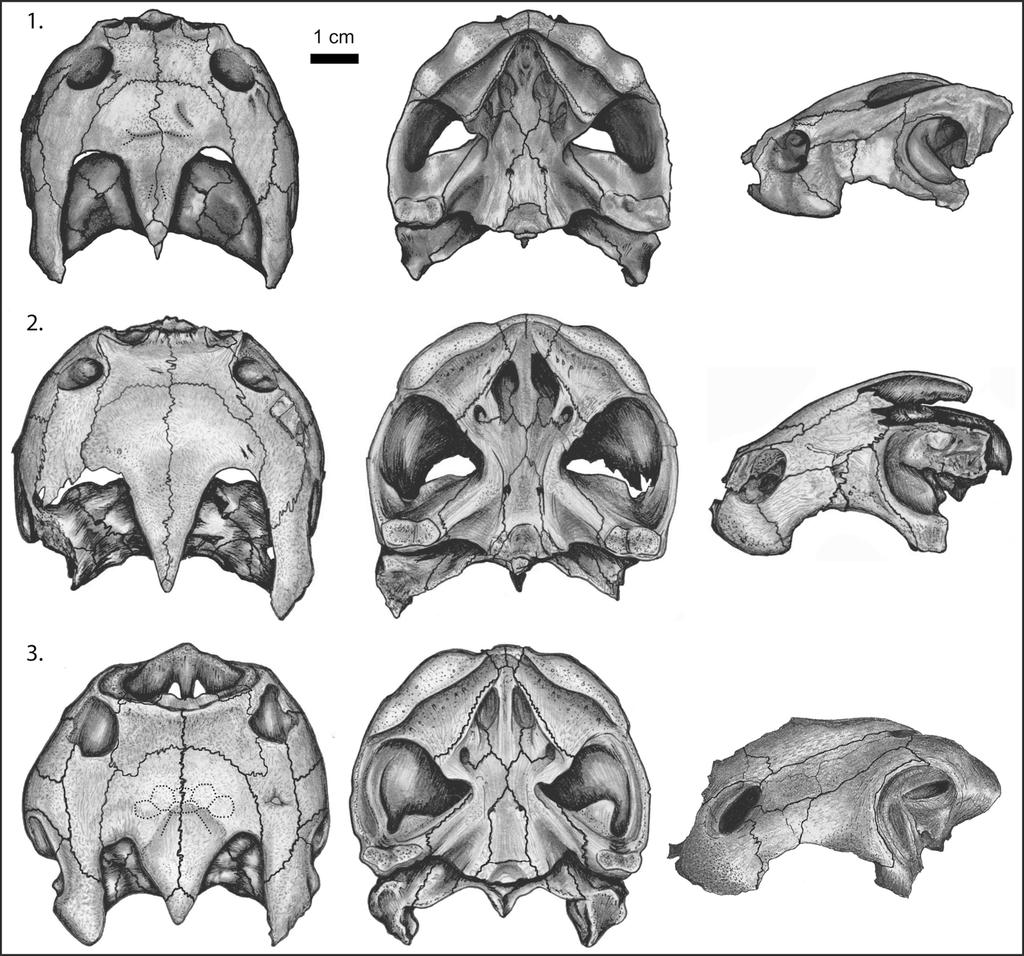 LYSON AND JOYCE ANALYSIS OF THE BAENIDAE 463 FIGURE 4 Continued. the skull a very blunt appearance. The cheek region of the maxilla is as high as the vertical diameter of the orbit.