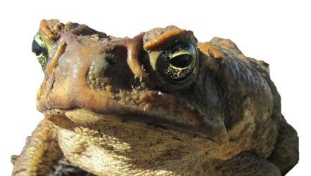 4. Independent Research Project Problem: Although the cane toad was introduced to Australia way back in 1935 they have only recently officially been recognised as a key threatening process to our