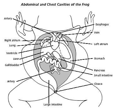 Name Cane Toad Dissection Diagram A graphic help if the student are going to do Cane Toad dissection