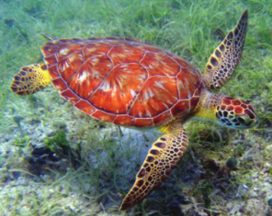 Science Service STEWARDSHIP PROTECT THE EARTH p Sea turtles have been on the planet since the early Mesozoic era almost 180 million years ago!