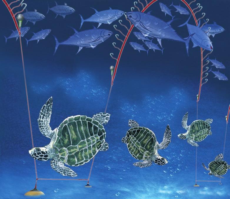 GUIDELINES TO REDUCE SEA TURTLE