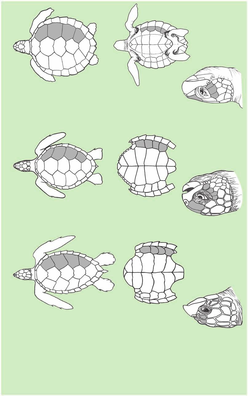 4 1b. FAMILY CHELONIDAE Carapace with no ridges, consisting of large hard scutes; flippers with one or more claws. 2a. Carapace with 4 lateral scutes 3a.
