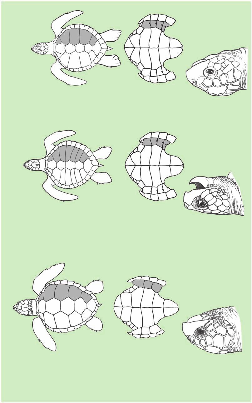 5 2b. Carapace with 5 lateral scutes 4a. Carapace elongated, its length always greater than its width; underside with 3 lateral scutes without pores. Caretta caretta Loggerhead turtle 4b.