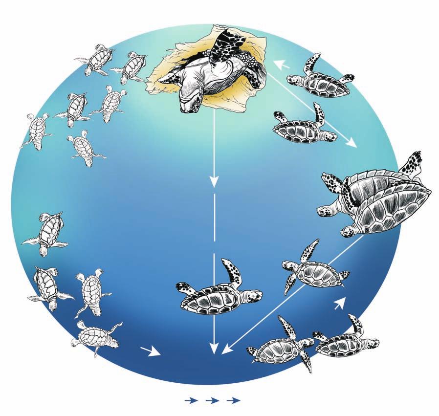8 All species of sea turtles are long-lived, slow growing species, characterised by a complex life cycle and utilizing a wide range of habitats (Figure 3).