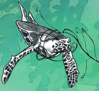 Turtles entangled in these types of fishing gear may drown and often suffer serious injuries to their flippers from constriction by the lines or ropes.