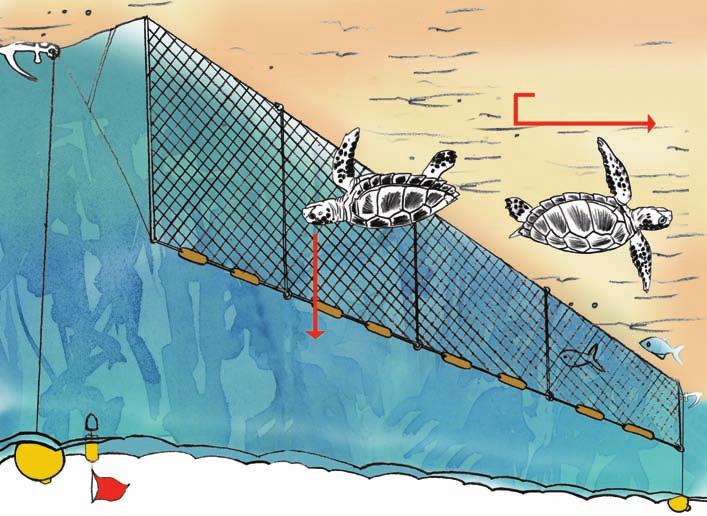 of sea turtle entanglement, compared with traditional gillnets that contained twice as much webbing and contained tie downs ropes regularly placed throughout the gear.