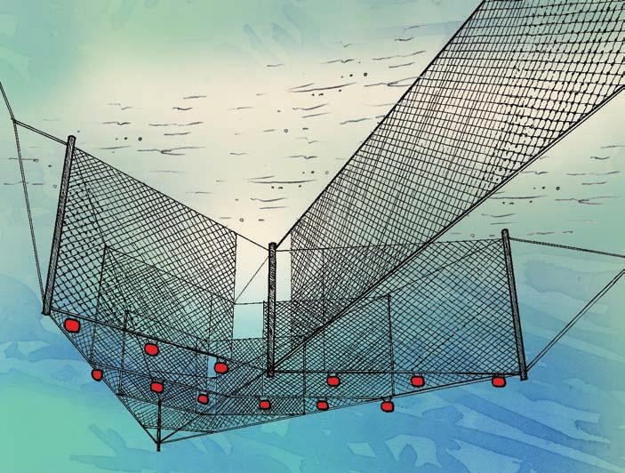 Pound nets/ traps Pound nets are stationary fishing and are used to catch a variety of species including striped bass, bluefish, crab, croaker and flounder.