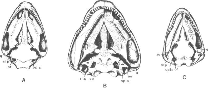 B Figure 14. Palates of microsaurs. A. Gornorhynchuj. B. Mitraroler. C. Cardzocephalus.