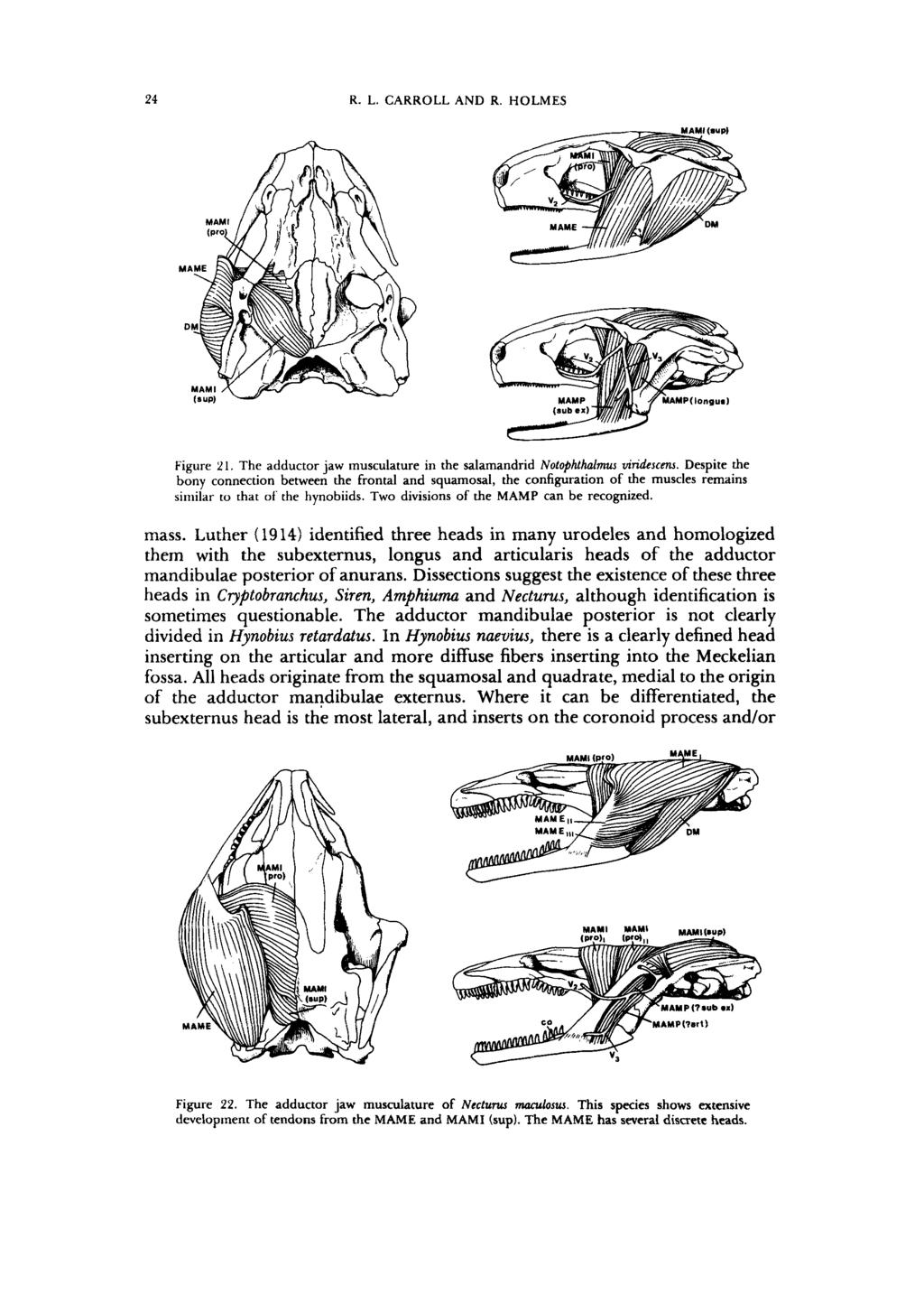 24 R. L. CARROLL AND R. HOLMES Figure 2 I. The adductor jaw musculature in the salamandrid Notophthalmus viridescms.