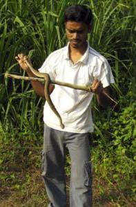 Rat snake rescue at Baripada. 6.