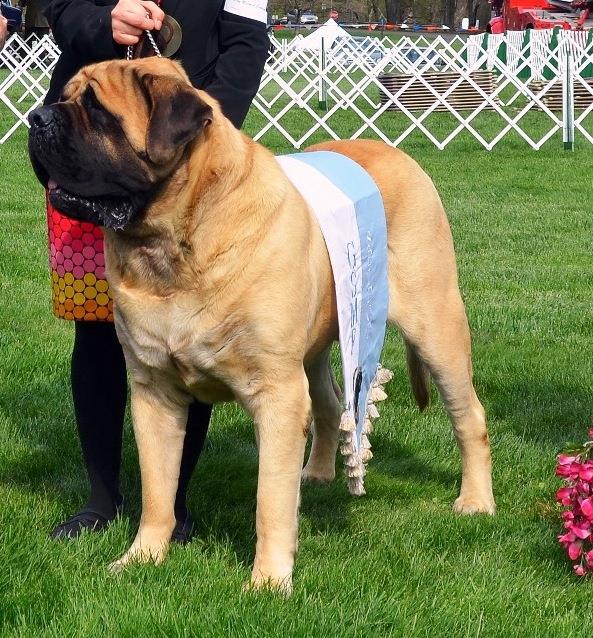 is the case for Mastiffs for instance.