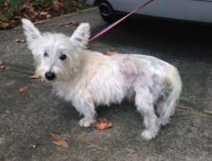 WestieMed News Page 4 Wally On November 29, 2016, we received a call from a woman who stated that her daughter has a Westie that she wants to euthanize due to his skin problems.