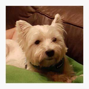 WestieMed News Page 5 Chauncey Chauncey came into Westie Rescue USA 3 years ago at the age of 3. He was in good health and received his inoculations at the time of rescue.