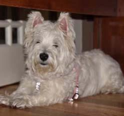 I WestieMed News Page 6 WestieMed Alumni Updates Chloe She has settled in to our household and is a wonderful,