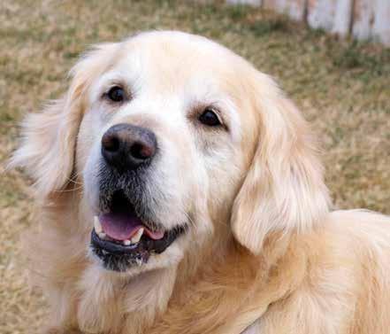 Golden Angel - Fraser by Jeannie Miller Generous donors make what GRRR does for our beloved Goldens possible.