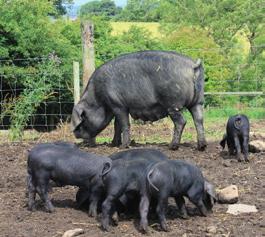 Large Black Pigs The Large Black is one of our oldest breeds of pig and as its name suggests, it is very big indeed!