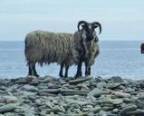 Did you know? North Ronaldsay sheep Did you know that I eat seaweed instead of grass?
