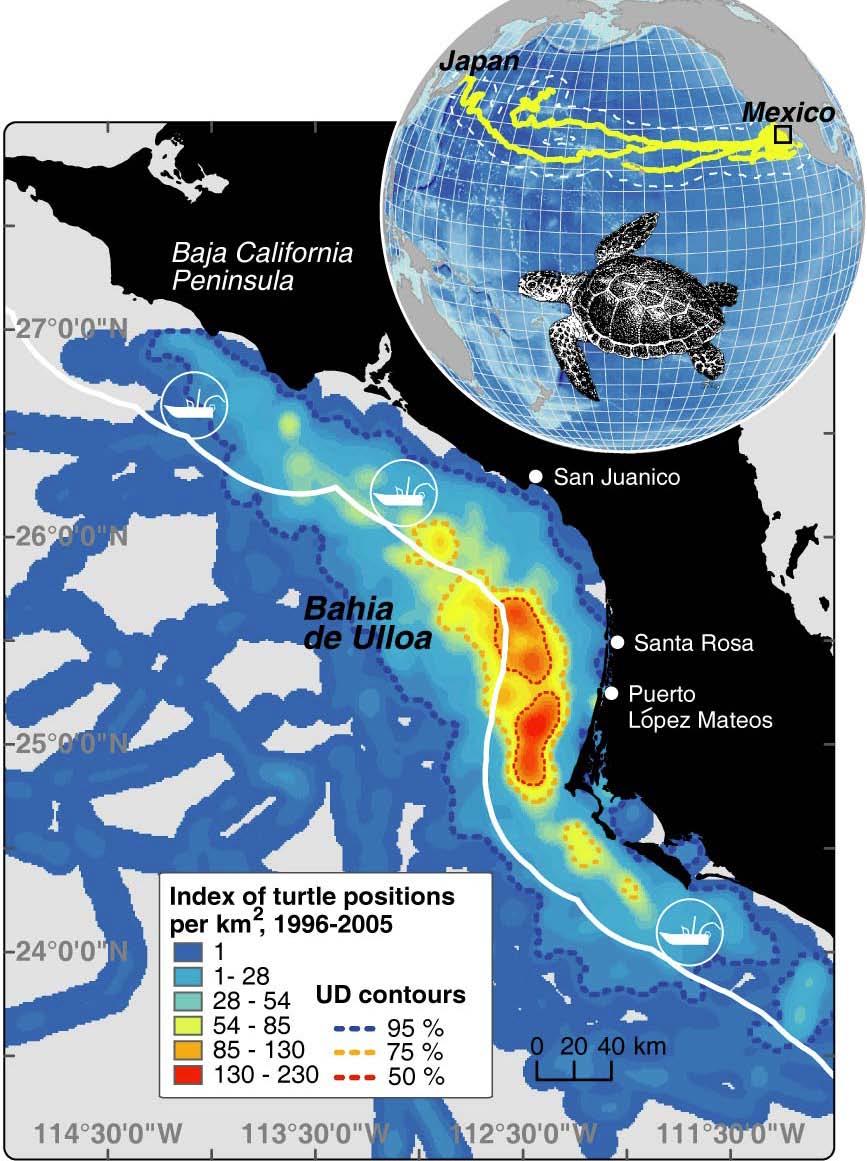 Figure 1. Kernel Density of Loggerhead Turtle Habitat Use in the North Pacific. Inset: Positions of tracked loggerheads (yellow) spanned the North Pacific Basin.
