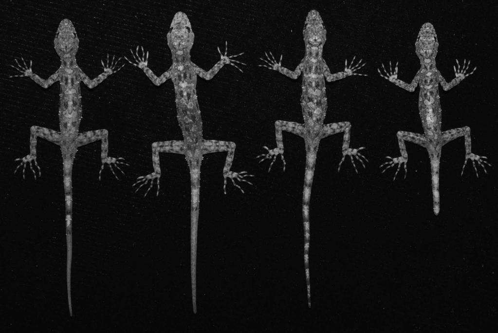 Cnemaspis karsticola sp. nov. Karst-dwelling Rock Gecko Figures 2, 5 Holotype. Adult male (ZRC 2.6765) collected on 19 June 2008 by L. Lee Grimser, Jesse L. Grismer, and Perry L. Wood, Jr.