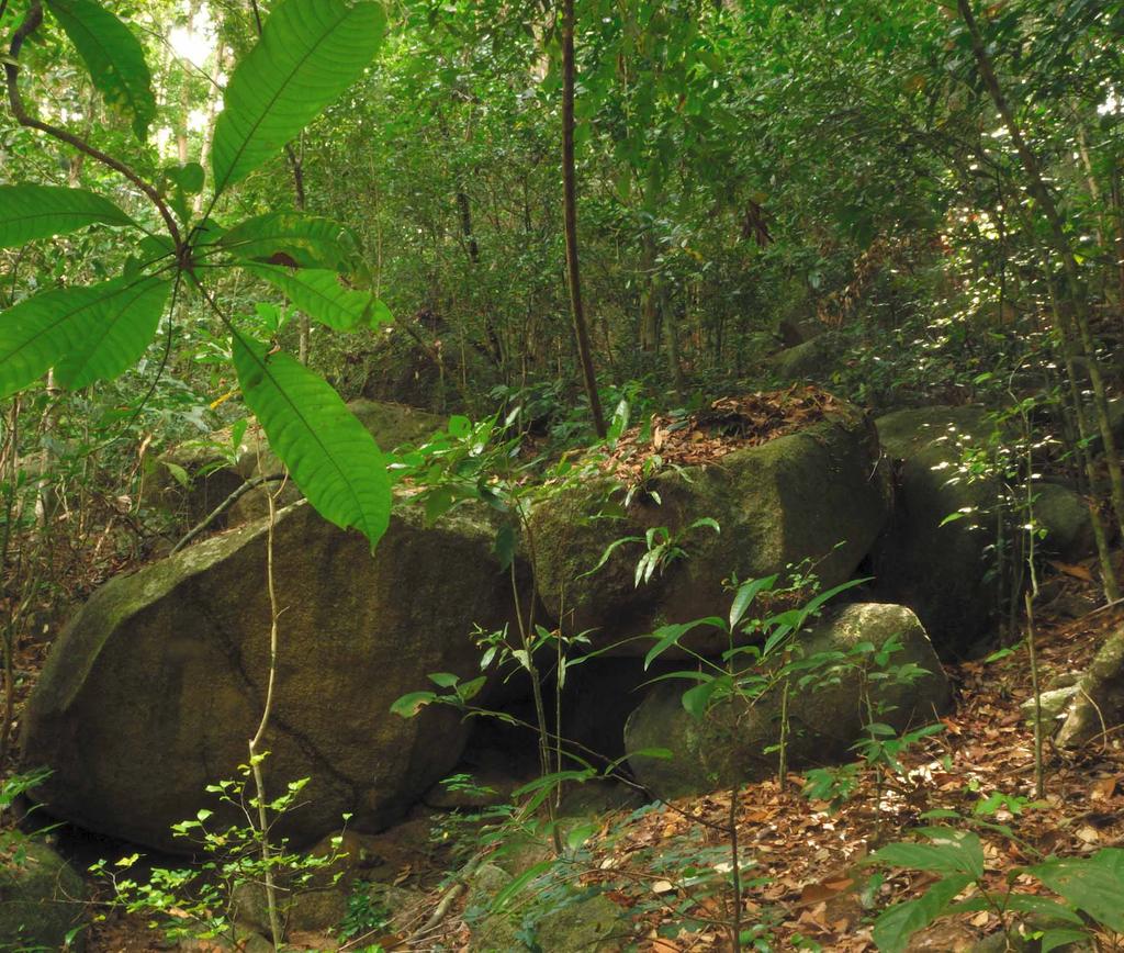 FIGURE 8. Granite rock habitat of Cnemapsis mcguirei at Bukit Larut, Perak. Natural History.