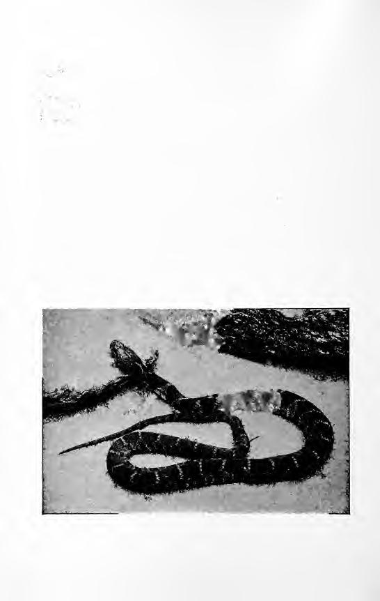 206 Handbook of Nature-Study THE WATER SNAKE Teacher's Story rvery boy that goes fishing, knows the snake found commonl}'' about mill-dams and wharves or on rocks and bushes near the water.