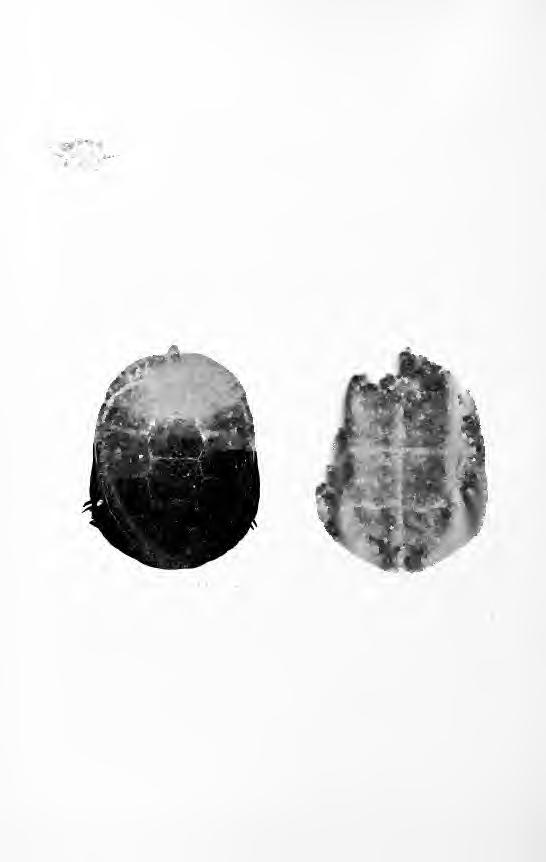 2o8 Handbook of NaHire-Stiidy THE TURTLE Teacher's Story TURTLE is at heart a misanthrope; its shell is in itself proof of its owner's distrust of this world.