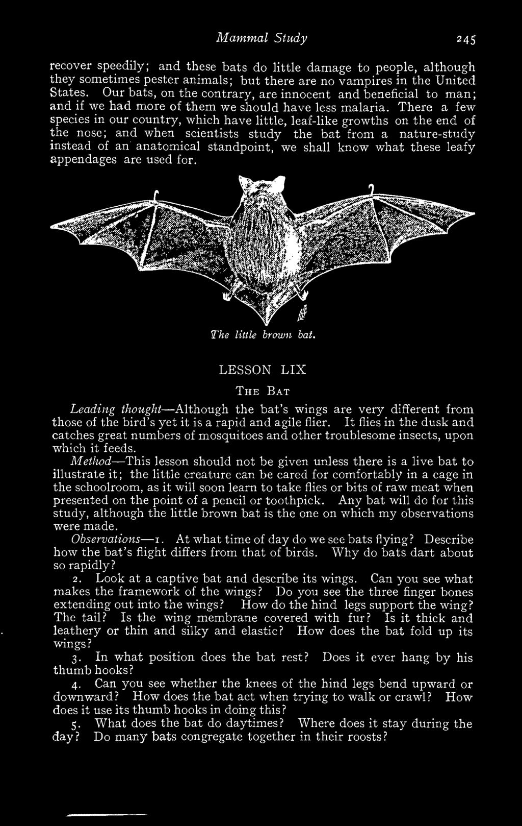 LESSON LIX The Bat Leading thought -Although the bat's wings are very different from those of the bird's yet it is a rapid and agile flier.