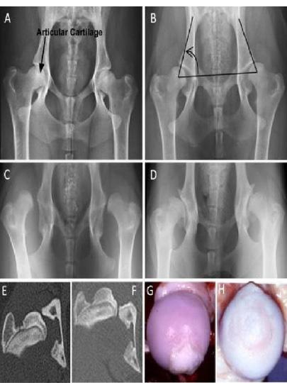 Hip Dysplasia: When the femoral head sits abnormally in the acetabulum, causing luxation (Figures 1B-1F and Figure 4; Wilson et al.
