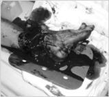 Blood spurting out of a wound Blood soaking the sheet or clothing Photo courtesy of Norman McSwain, MD, FACS, NREMT-P.
