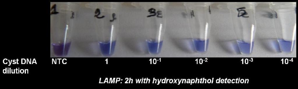 2008) 6 primers: more specific Positivity by simple coloration using dye Diagnostic of NCC by