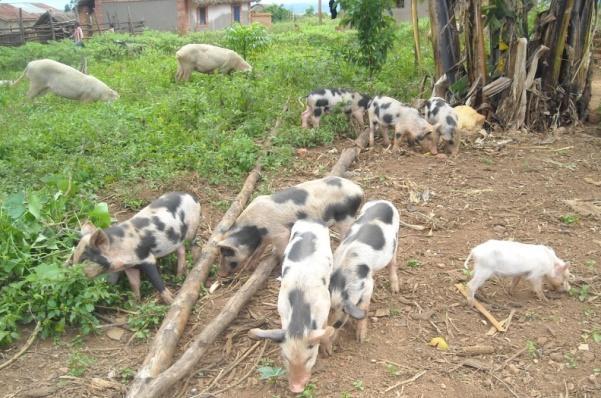 Pig farming and porcine cysticercosis in Madagascar