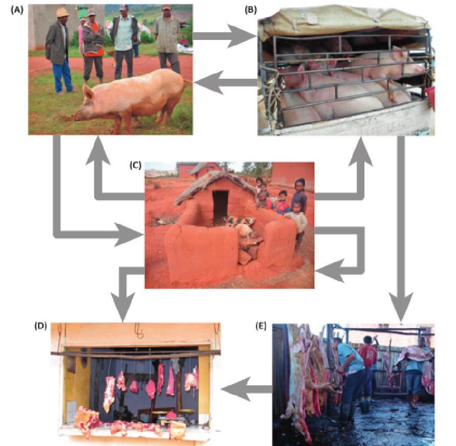 Prevalence at slaughterhouses: 0,5-1% And