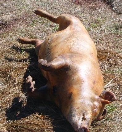 market Scavenging Pig trade sector and