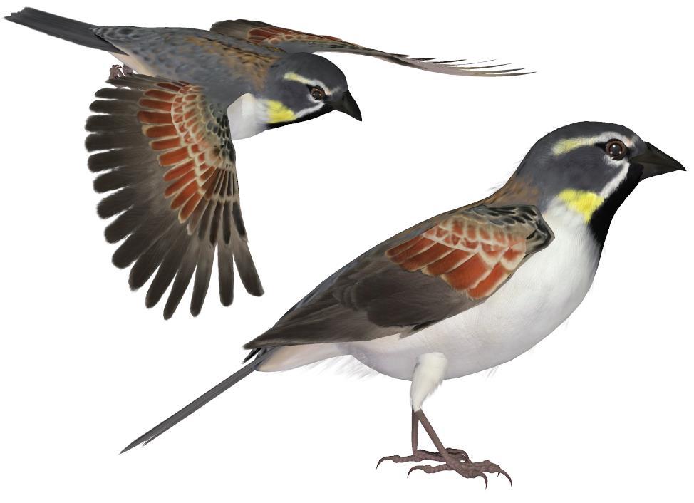 Common Name: Dead Sea Sparrow Scientific Name: Passer moabiticus Size: 5-5.
