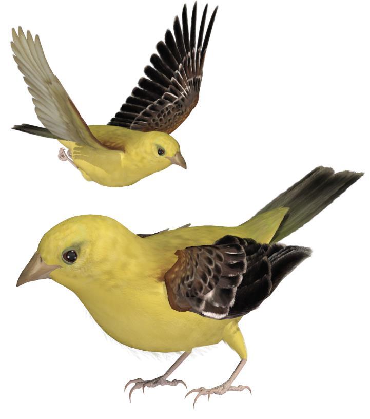 Common Name: Arabian Golden Sparrow Scientific Name: Passer euchlorus Size: 5.1 inches (13 cm) Habitat: Africa and Asia; found in south west Arabia and also the coast of Somalia and Djibouti.