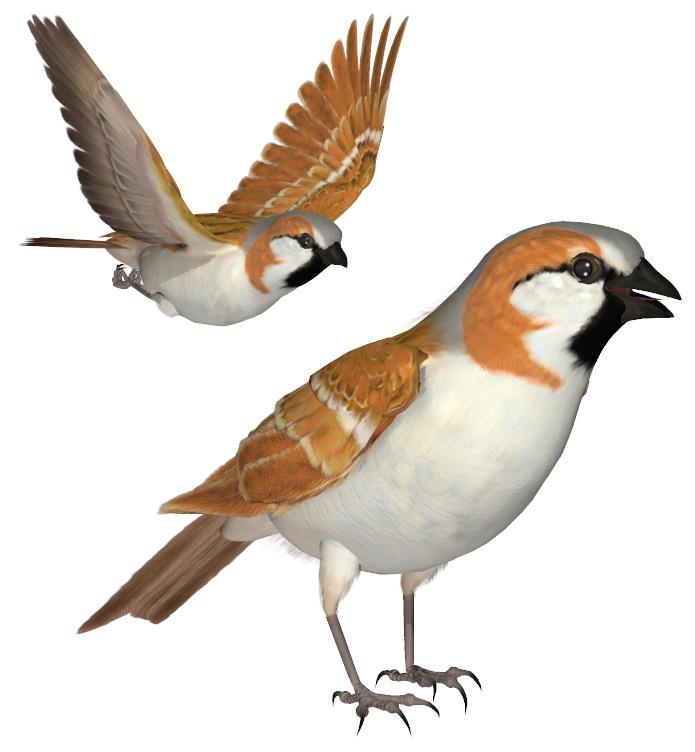 Common Name: Great Sparrow or Southern Rufous-sparrow Scientific Name: Passer motitensis Size: 6-6.