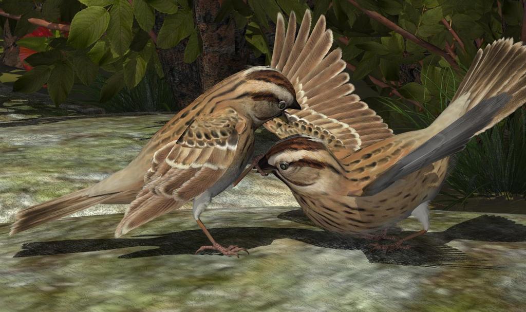 Base Model Quick Reference Load Model(s) To Create (apply MAT/MOR files) American Tree Sparrow Arabian Golden Sparrow Cape Sparrow Chestnut Sparrow Dead Sea Sparrow Eurasian Tree Sparrow Fox