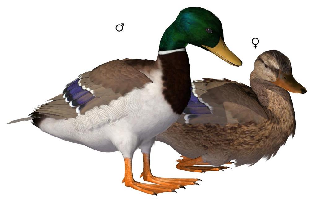 Common Name: Mallard Scientific Name: Anas platyrhynchos Size: 20-26 inches (50-65 cm); Wingspan: 32-39 inches (81-98 cm) Habitat: Worldwide; breeds throughout the temperate and subtropical Americas,