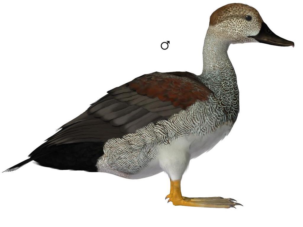 Common Name: Gadwall Scientific Name: Anas strepera Size: 18-22 inches (46-56 cm); Wingspan: 31-35 inches (78-90 cm) Habitat: Worldwide; breeds in the northern areas of Europe and Asia, and central