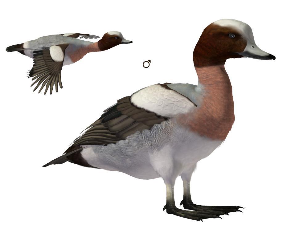 Common Name: Eurasian Wigeon Scientific Name: Anas penelope Size: 17-20 inches (42-52 cm); Wingspan: 28-31 inches (71-80 cm) Habitat: Worldwide; it breeds in the northernmost areas of Europe and Asia.